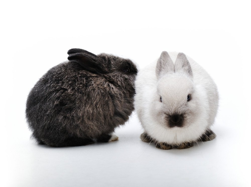 amish rabbit hutches